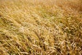 ÃÂ¡ereal fields. Spikelets in the field, cereal fields. Royalty Free Stock Photo